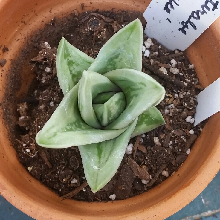 Plant image x Gasteraloe 'Green Ice'