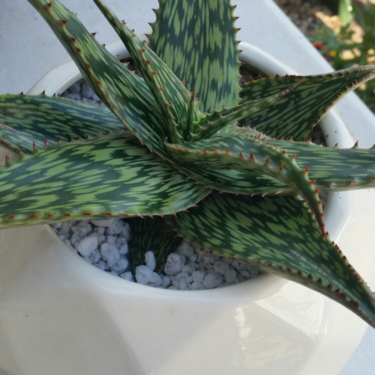 Plant image Aloe hemmingii