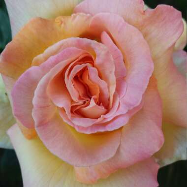 Rose 'Peace' (Hybrid Tea)