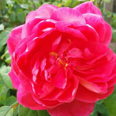 Rose 'Benjamin Britten'