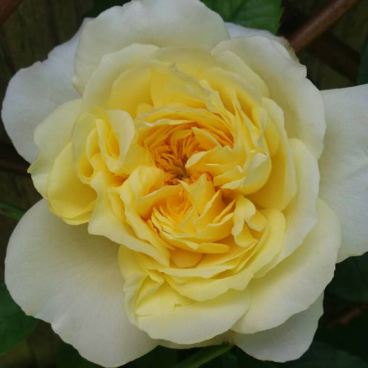 Plant image Rosa 'Auswalker' syn. Rosa 'The Pilgrim', Rosa 'Gartenarchitekt Gunther Schulze'