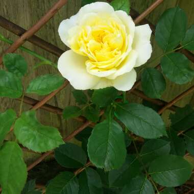 Rose 'The Pilgrim' (Shrub)