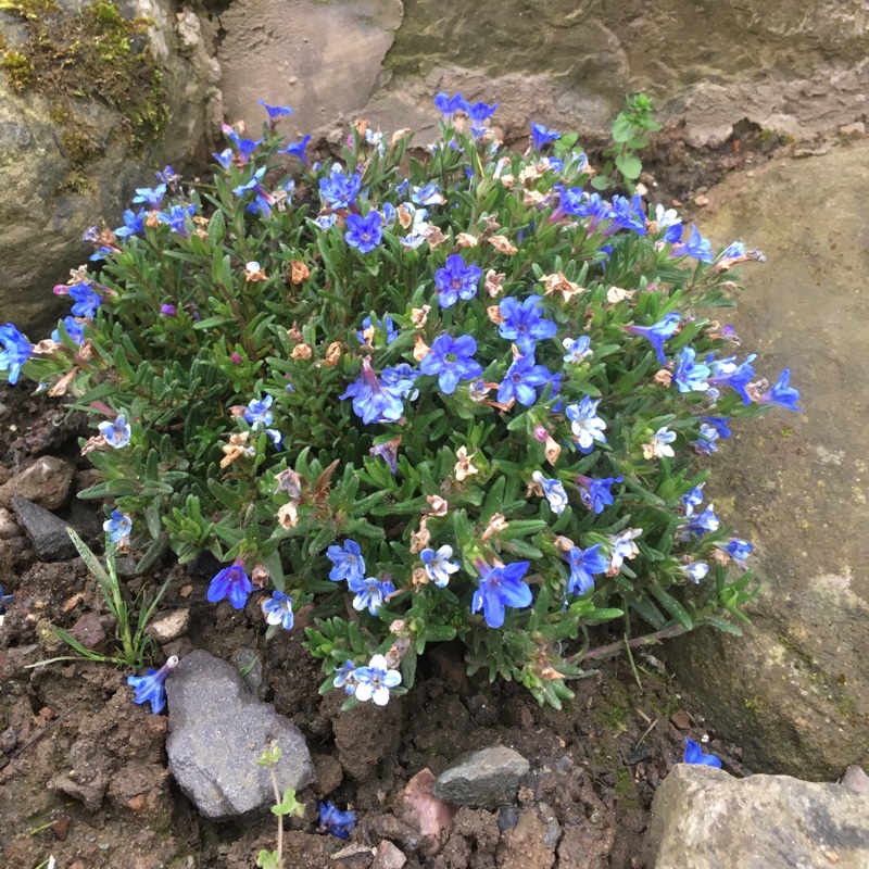 Lithodora 'Heavenly Blue'