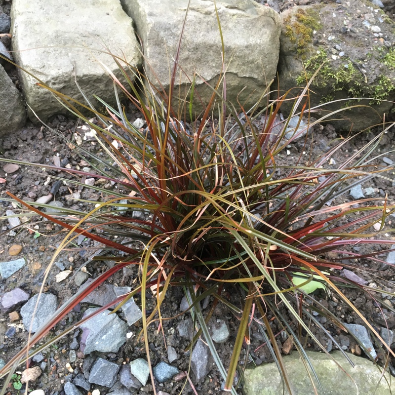 Red Hook Sedge 'Everflame'