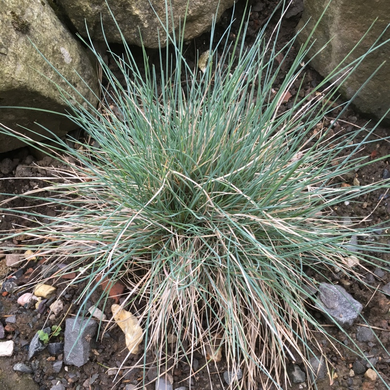 Blue Fescue