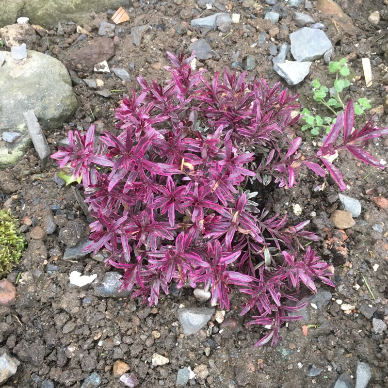 Shrubby Veronica 'Claret Crush'