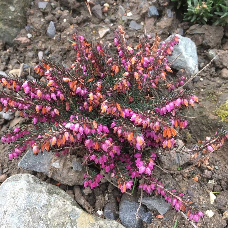 Common Heather