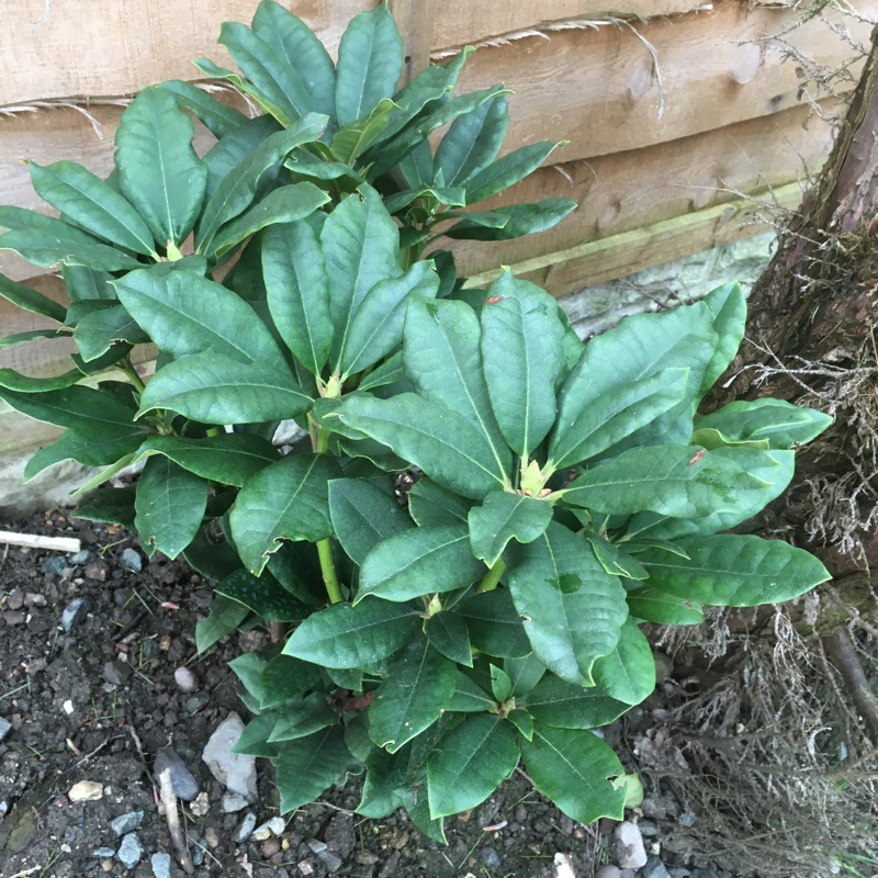 Rhododendron 'Dairy Maid'