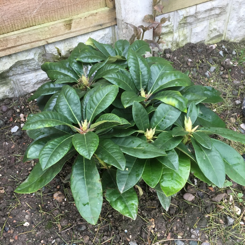 Rhododendron 'Lord Roberts'