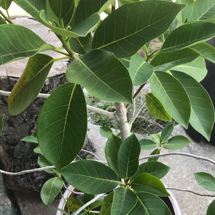 Plant image Psidium Guajava