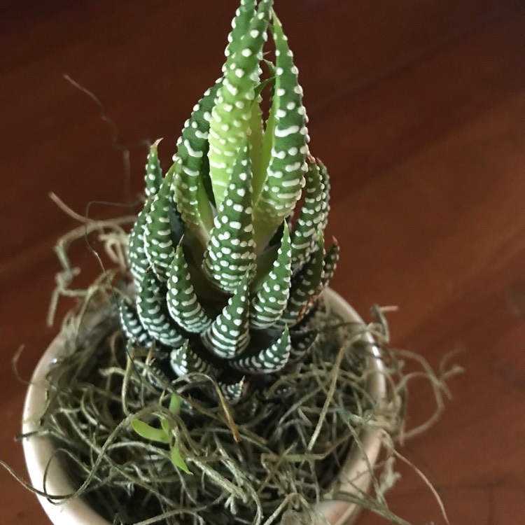 Plant image Haworthiopsis coarctata f. greenii syn. Haworthia coarctata f. greenii, Haworthia greenii