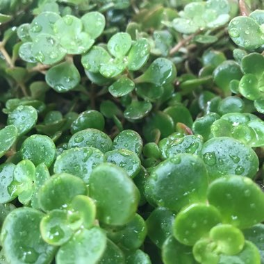 Sedum Green Mound