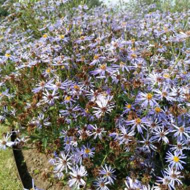 Blue wood aster