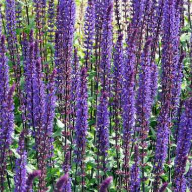 Balkan Clary Sage 'Caradonna'