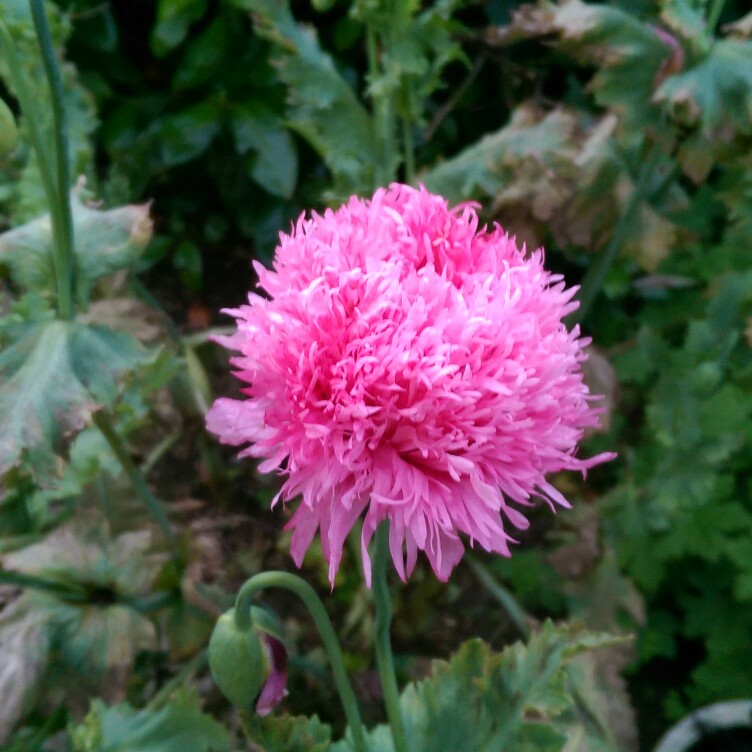 Plant image Papaver paeoniflorum 'Prom Puff'