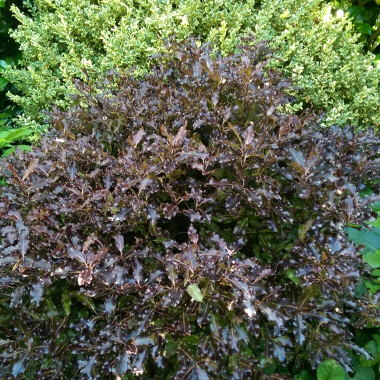 Plant image Pittosporum tenuifolium 'Tom Thumb'