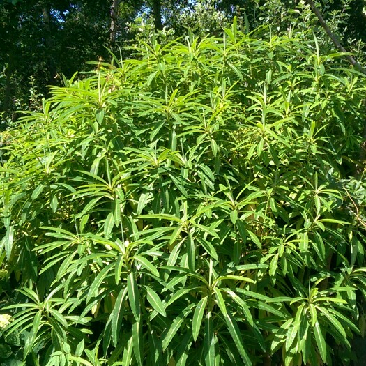 Plant image Euphorbia mellifera