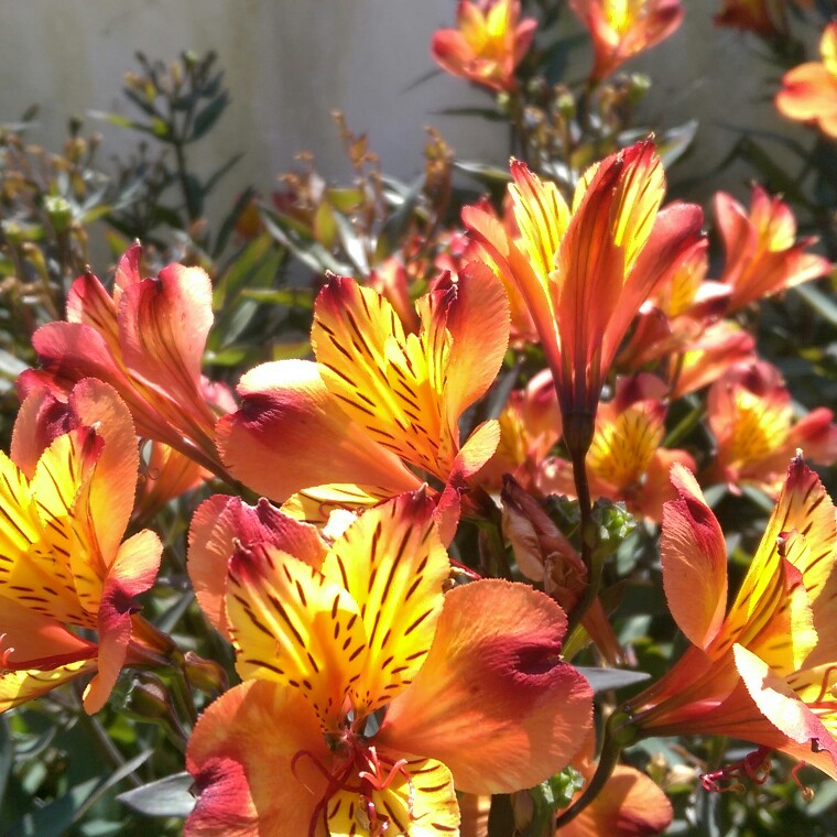 Plant image Alstroemeria aurea 'Orange King' syn. Alstroemeria aurantiaca 'Orange King'