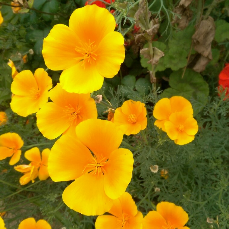 Plant image Eschscholzia californica 'Orange King'