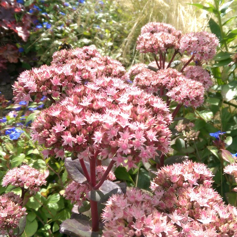 Plant image Sedum 'Thundercloud'