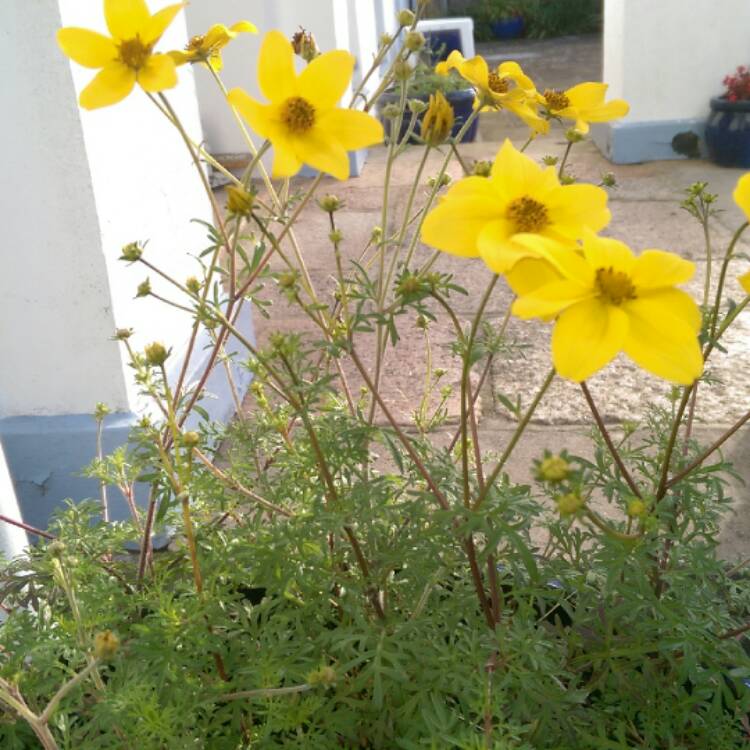 Plant image Coreopsis verticillata 'Zagreb'