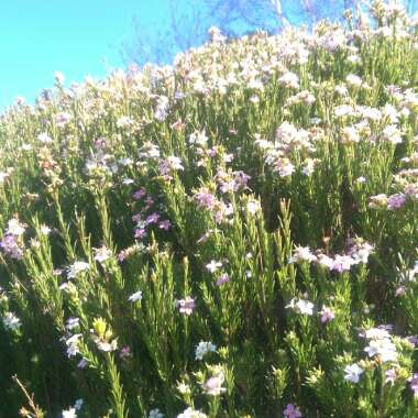 Confetti bush