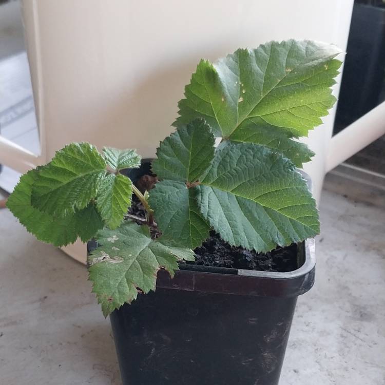 Plant image Rubus fruticosus 'Oregon Thornless'