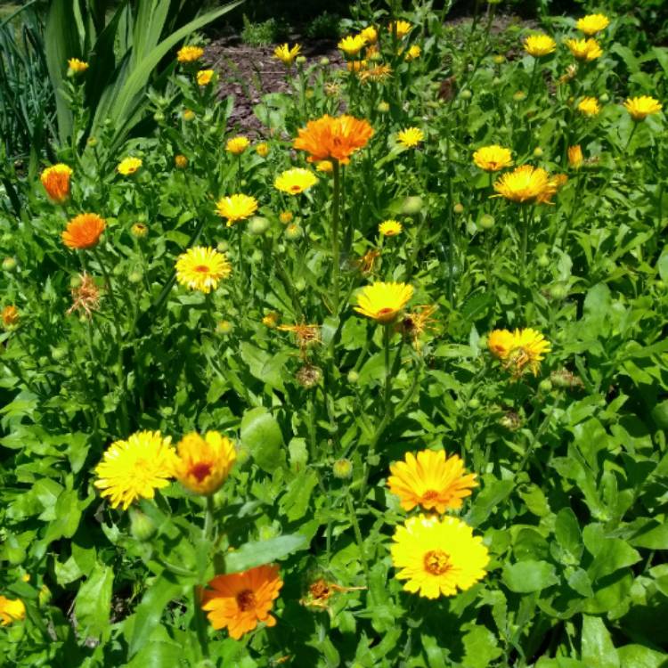 Plant image Calendula Officinalis 'Bon Bon™ Mix' (Mix)