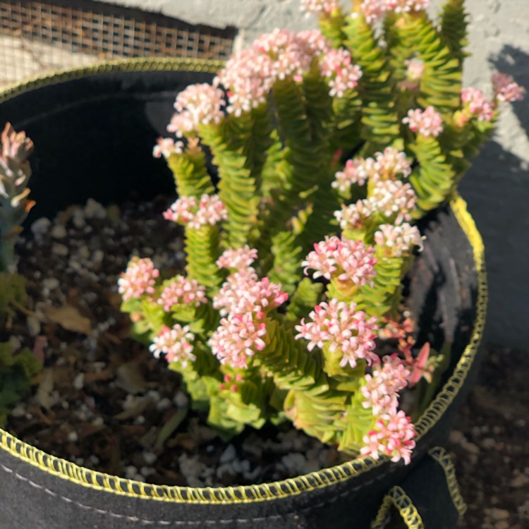 Plant image Crassula Radicans