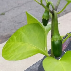 Capsicum Annuum 'Jalapeno'