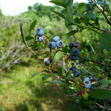 Vaccinium corymbosum