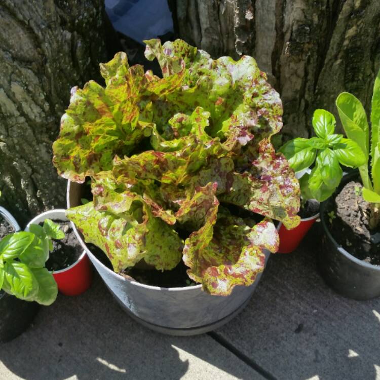 Plant image Lactuca Sativa 'Mottistone'