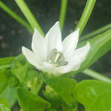 Capsicum annuum