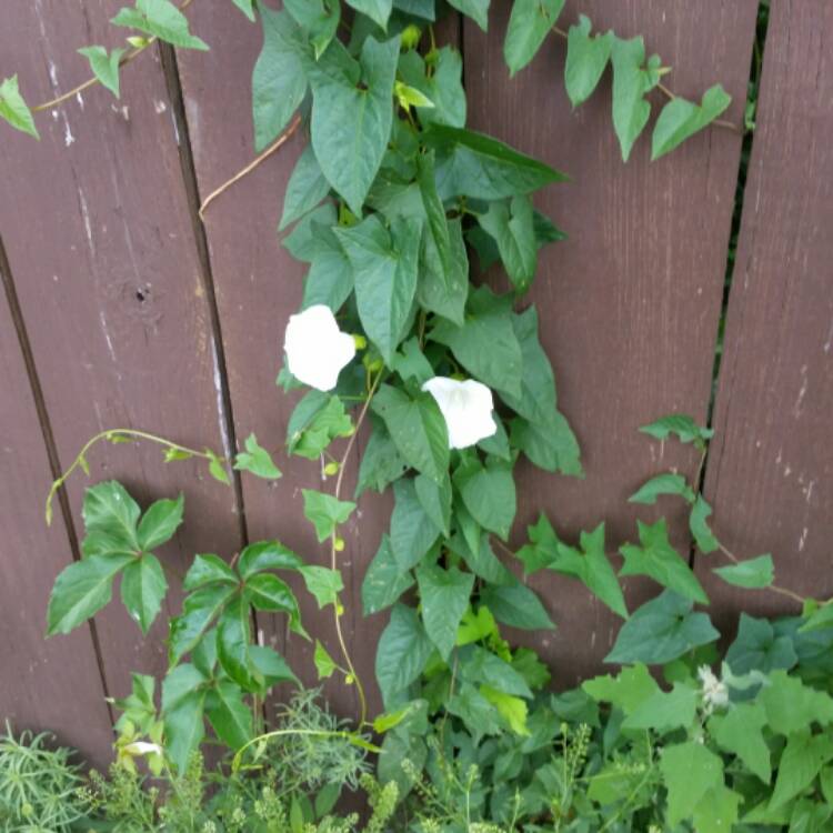 Plant image Calystegia sepium