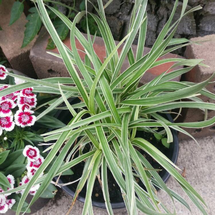 Plant image Liriope muscari 'Variegata'