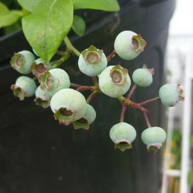 Vaccinium corymbosum 'Elliott'