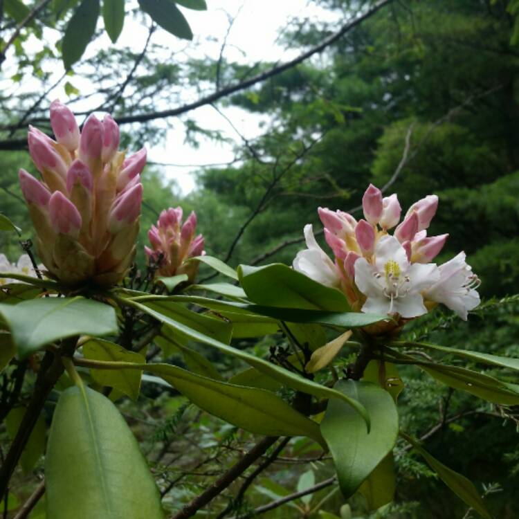 Plant image Kalmia latifolia 'Pinwheel'