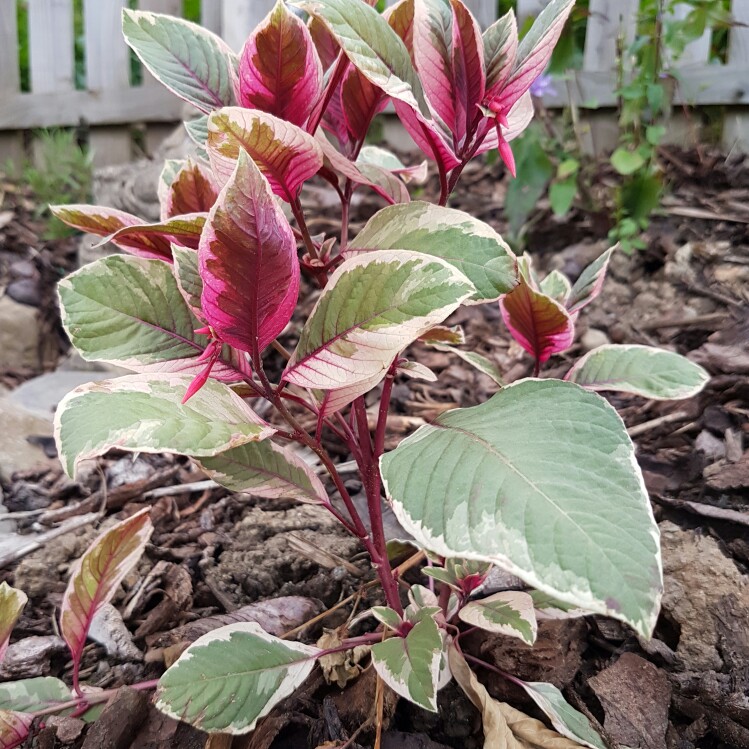 Plant image Fuchsia 'Firecracker'