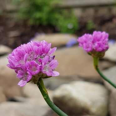 Plant image Armeria pseudarmeria 'Ballerina Purple Rose'