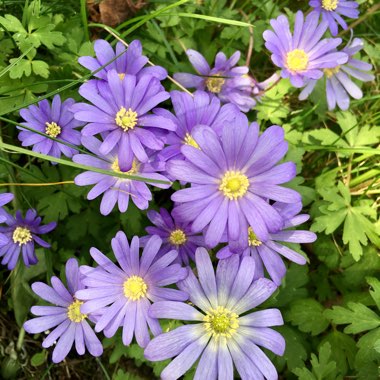 Anemone blanda 'Blue Shades'