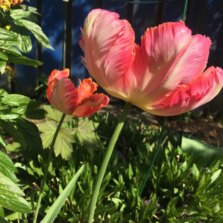 Plant image Tulipa 'Queensland'