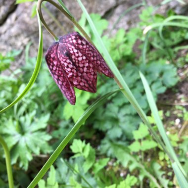 Fritillaria meleagris