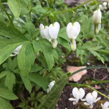 Lamprocapnos spectabilis 'Alba' syn. Dicentra spectabilis 'Alba'