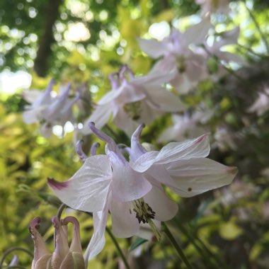 Aquilegia alpina