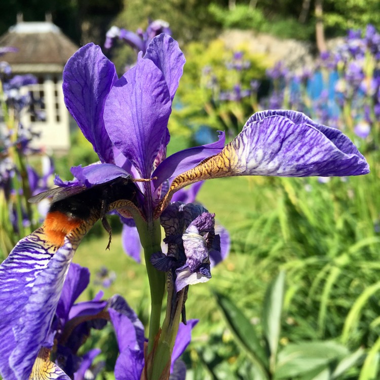 Plant image Iris sibirica 'Flight of Butterflies'