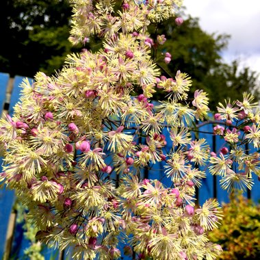 Meadow-Rue