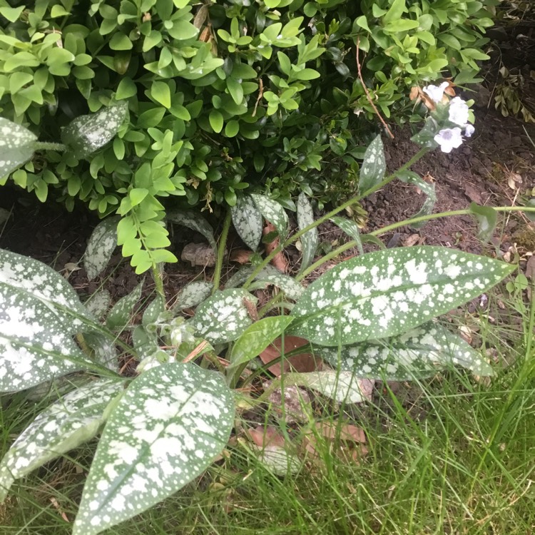 Plant image Pulmonaria 'Opal'