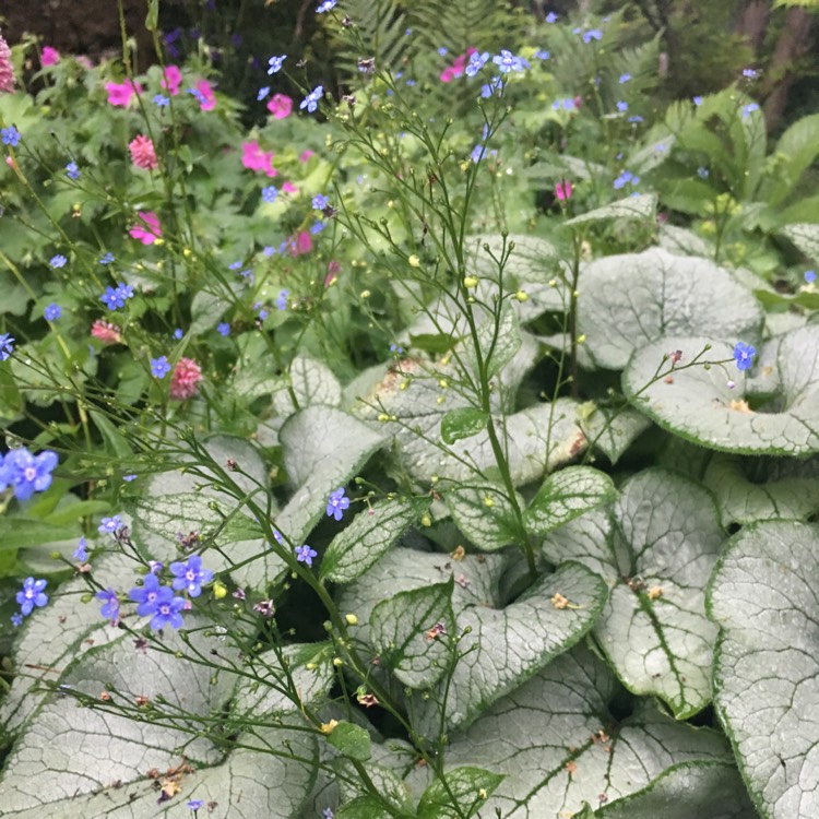 Plant image Brunnera macrophylla 'Emerald Mist'