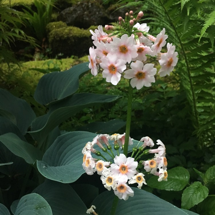 Plant image Primula Candelabra Hybrids