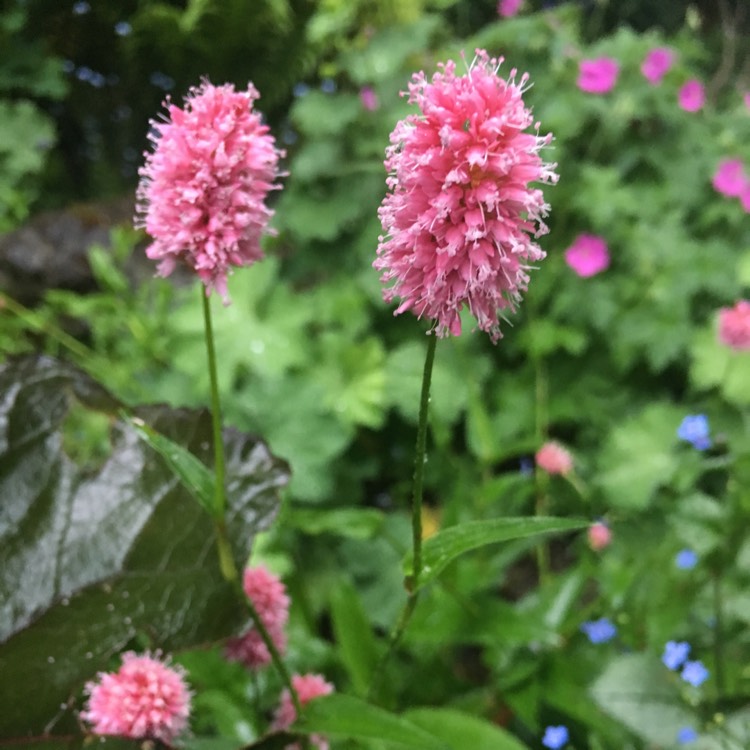 Plant image Persicaria bistorta subsp. carnea